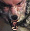 RRTxVOLK
